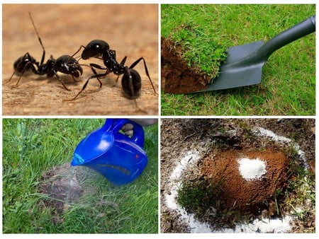 Как вывести муравьёв народными методами